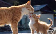 猫咪生了两只不生了但是肚子里还有怎么办