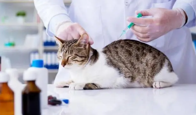 猫打完狂犬疫苗鼓包大约多久可以消 猫打完狂犬疫苗鼓包大约多久可以消