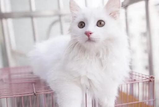 猫咪多大可以驱虫 猫咪多大可以驱虫
