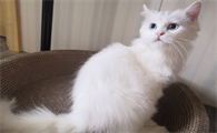 晚晚是什么品种的猫咪？你们知道吗？