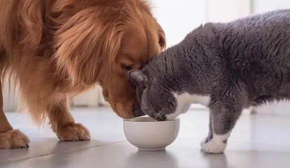 猫粮小狗可不可以吃 猫粮小狗可不可以吃