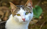 猫三联和驱虫能一起吗
