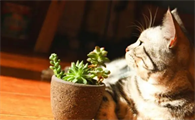 猫生不出来怎么助产