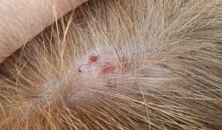 狗狗身上螨虫怎么去除最有效 狗狗身上螨虫怎么去除最有效