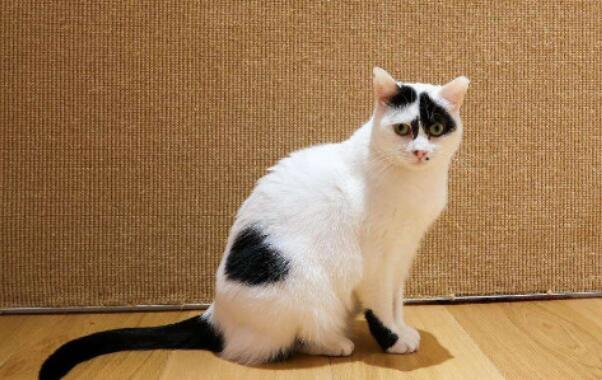 猫咪喜欢什么颜色