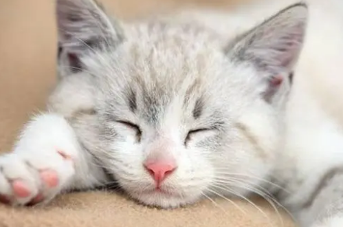 猫咪耳螨怎么治疗