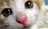 夏天猫鼻子干怎么回事