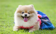狗狗免疫力不好怎么办