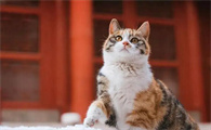 小猫可以喝牛奶吗