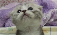 猫咪胎毛什么时候掉完要掉几个月