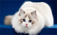 家猫身上有跳蚤怎么办?