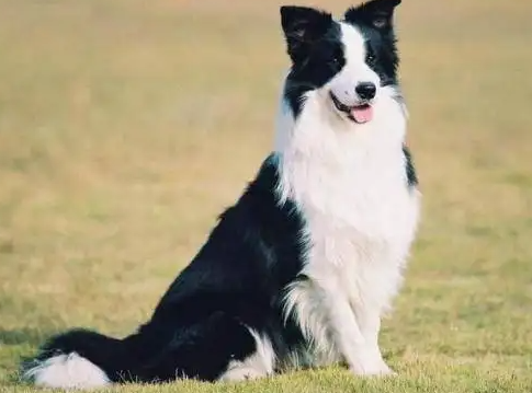 牧羊犬一年发几次情？这篇文章告诉你