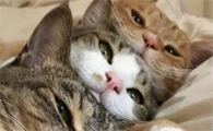 猫咪能吃生鸡蛋吗