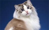 猫抗病毒用什么药好