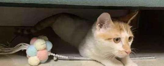 床底下很多灰对猫咪有影响吗