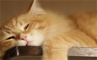 猫做绝育会恨主人吗 猫做绝育会恨主人吗