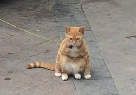 路边一只橘猫被拴住,却让人有些好奇,靠近看清后乐得直不起腰 路边一只橘猫被拴住,却让人有些好奇,靠近看清后乐得直不起腰