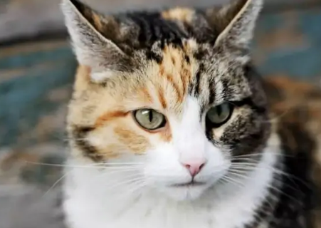 猫咪绝育手术多少钱