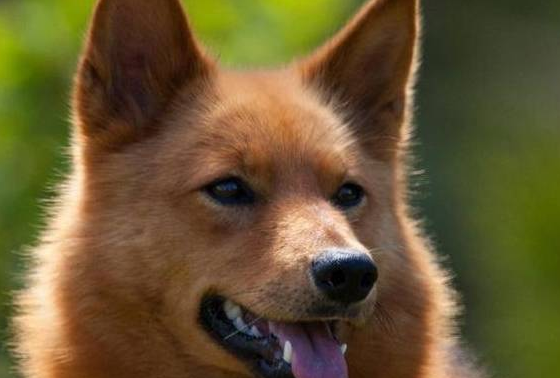 该犬被误以为是“狐狸”！深山里的猎狐高手！犬中“吠叫之王”！ 