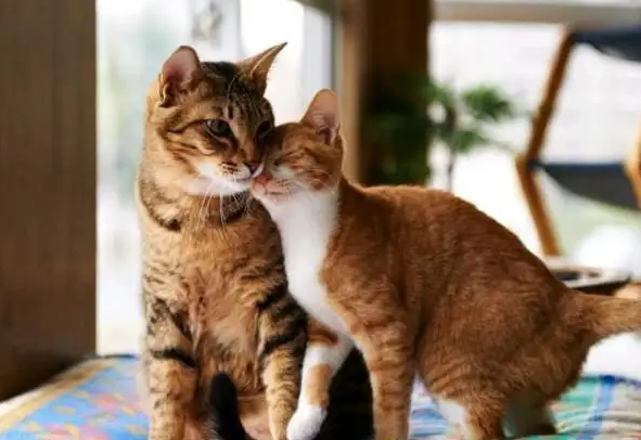 猫可以近亲繁殖吗 猫可以近亲繁殖吗