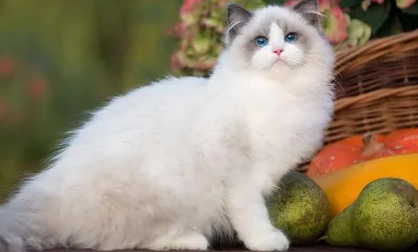 猫咪发烧呕吐拉稀是怎么回事