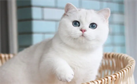 银渐层猫是什么品种?铲屎官们快来学一下!