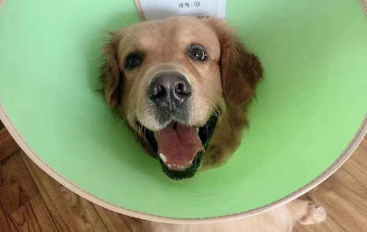 狗狗得趾间炎怎么办 狗狗得趾间炎怎么办