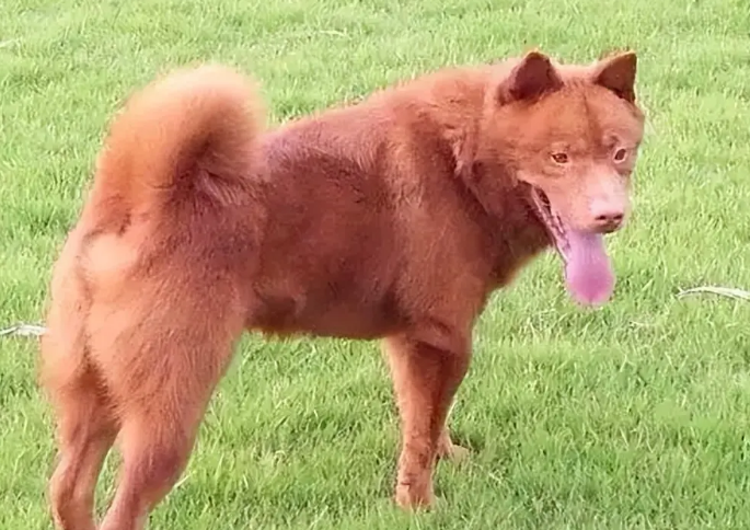 五红犬哪里有卖