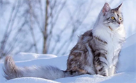 猫咪毛球症吃化毛膏来得及吗
