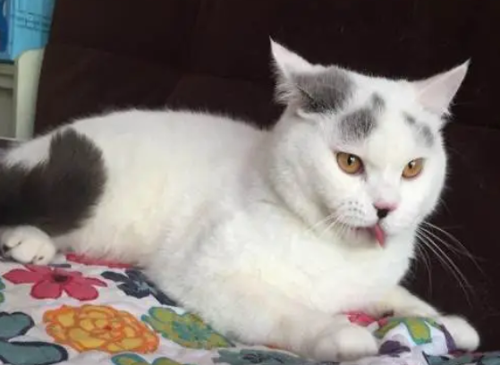 净梵猫VS蓝白,到底是谁更胜一筹? 净梵猫VS蓝白,到底是谁更胜一筹?