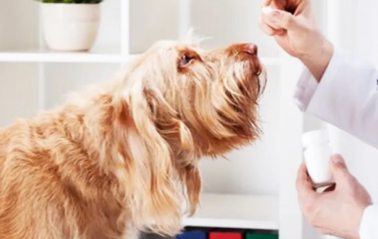 贵宾犬拉肚子吃什么药效果好