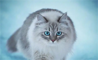 小奶猫眼睛化脓了是什么原因
