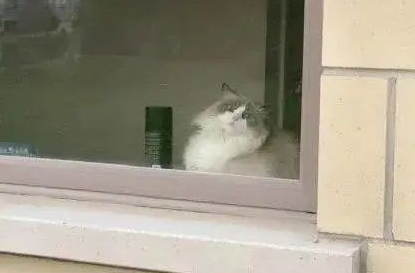 “救命！我被邻居家的猫偷窥了！”