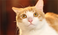 怎么判断母猫生完了