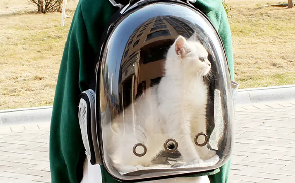 猫包可以上地铁吗 猫包可以上地铁吗