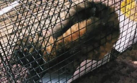 最简单的捕猫方法