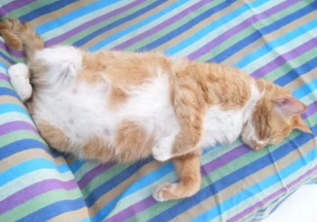 猫怀孕会有孕吐吗 猫怀孕会有孕吐吗