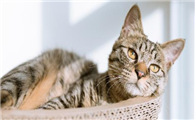 猫呼吸急促腹部起伏快是怎么回事