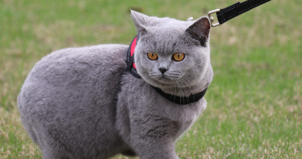 英短蓝猫的缺点和优点，你们知道吗？