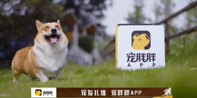 达成共识!宠胖胖与《萌探》2一起传递治愈与欢乐! 达成共识!宠胖胖与《萌探》2一起传递治愈与欢乐!