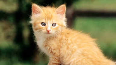 猫咪发烧会自愈吗