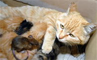 猫肚子破了个洞能自愈吗