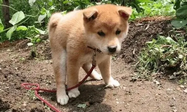 狗便血怎么办