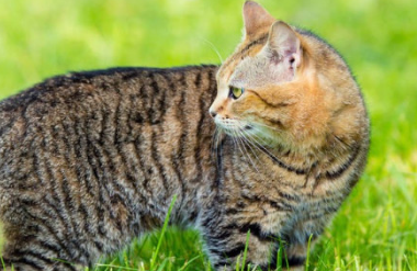 小猫长虱子怎么办