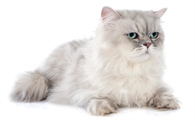 蓝猫是英短品种吗？没错，是的