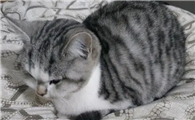 小猫拉稀能自愈吗