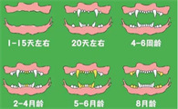 狗狗牙齿判断年龄