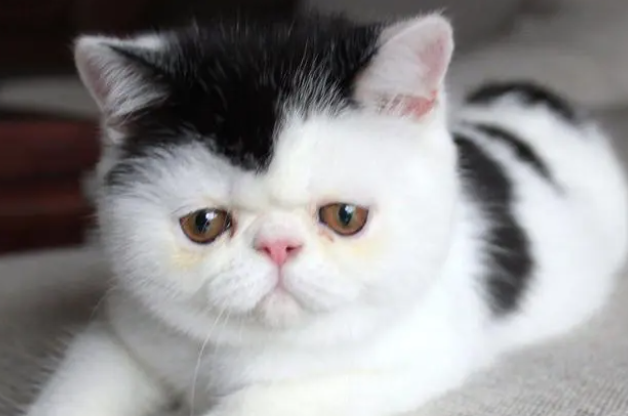 猫一只眼睛有分泌物怎么办 猫一只眼睛有分泌物怎么办