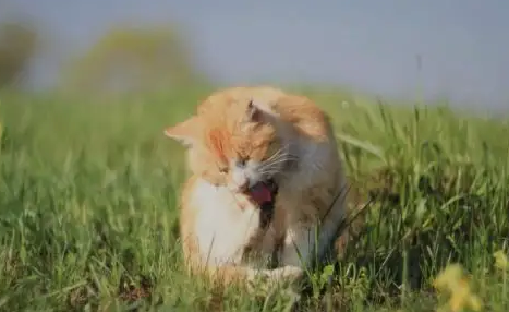猫咪吐了一堆绿色的东西怎么回事