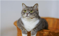 猫咪一般在几月份生小猫